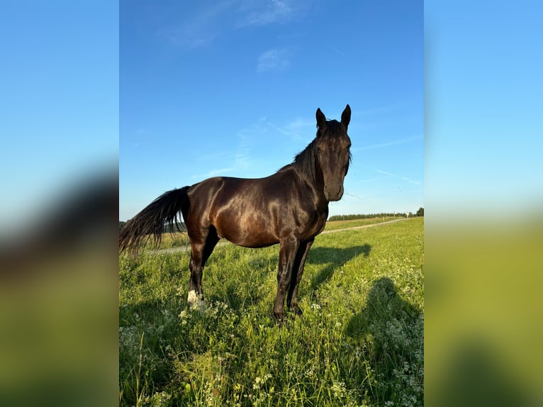 Sächsisches Warmblut Wallach 5 Jahre 167 cm Rappe in Bromskirchen