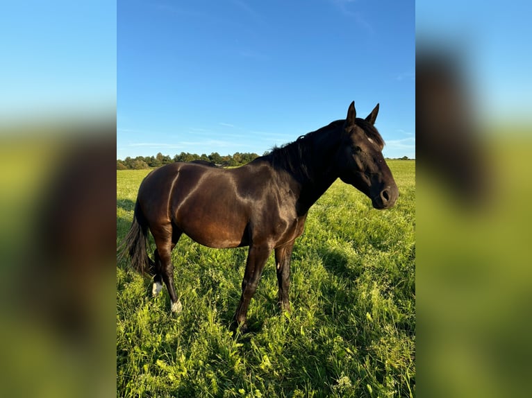 Sächsisches Warmblut Wallach 5 Jahre 167 cm Rappe in Bromskirchen