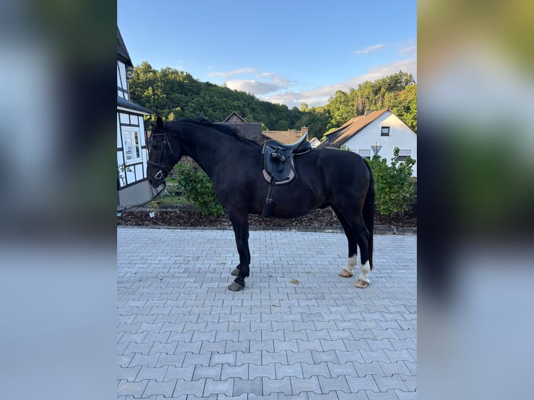 Sächsisches Warmblut Wallach 5 Jahre 167 cm Rappe in Bromskirchen