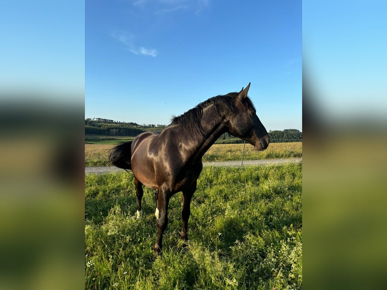 Sächsisches Warmblut Wallach 5 Jahre 167 cm Rappe in Bromskirchen
