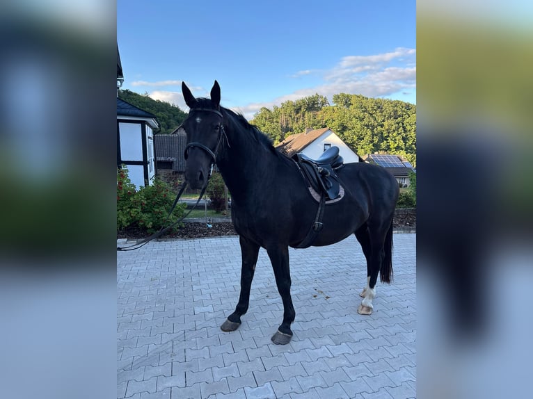 Sächsisches Warmblut Wallach 5 Jahre 167 cm Rappe in Bromskirchen
