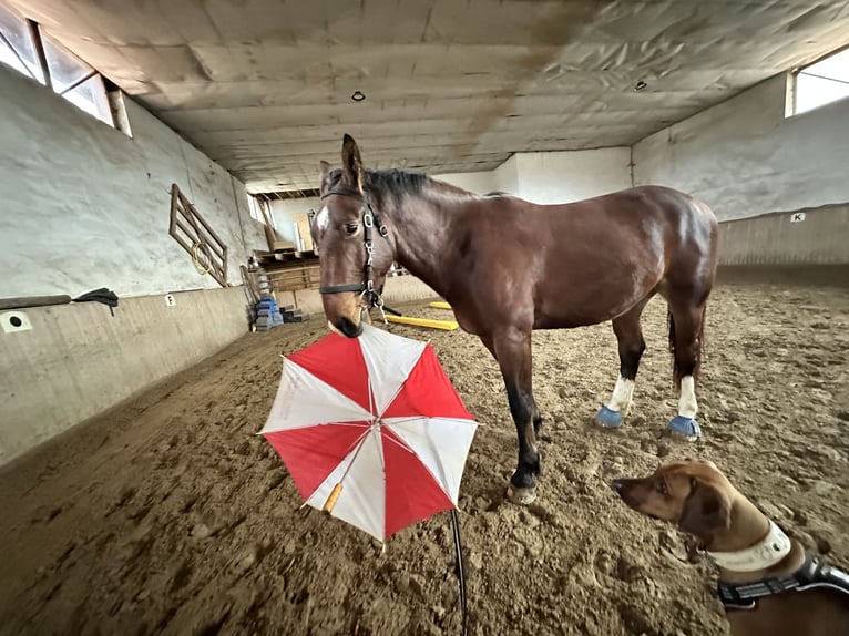 Sächsisches Warmblut Wallach 5 Jahre 170 cm Dunkelbrauner in Hohenfelden