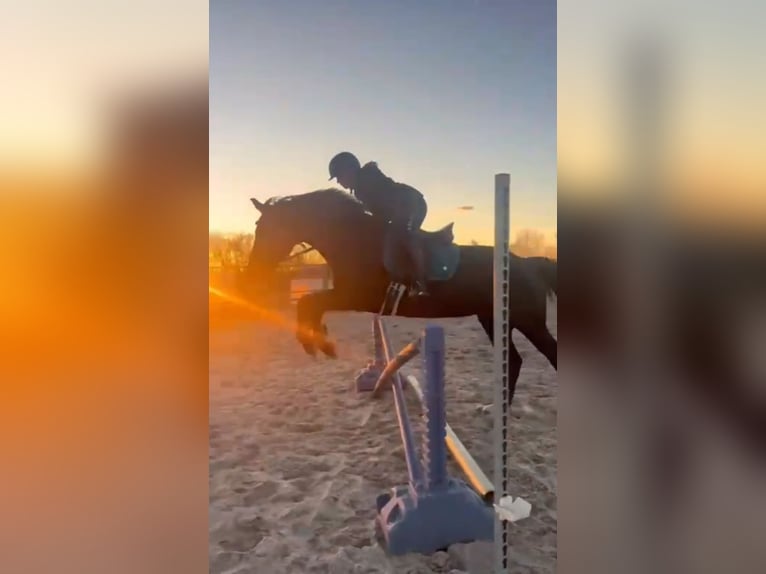 Sächsisches Warmblut Wallach 6 Jahre 165 cm Rappe in Otterwisch