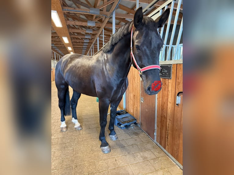 Sächsisches Warmblut Wallach 6 Jahre 165 cm Rappe in Otterwisch