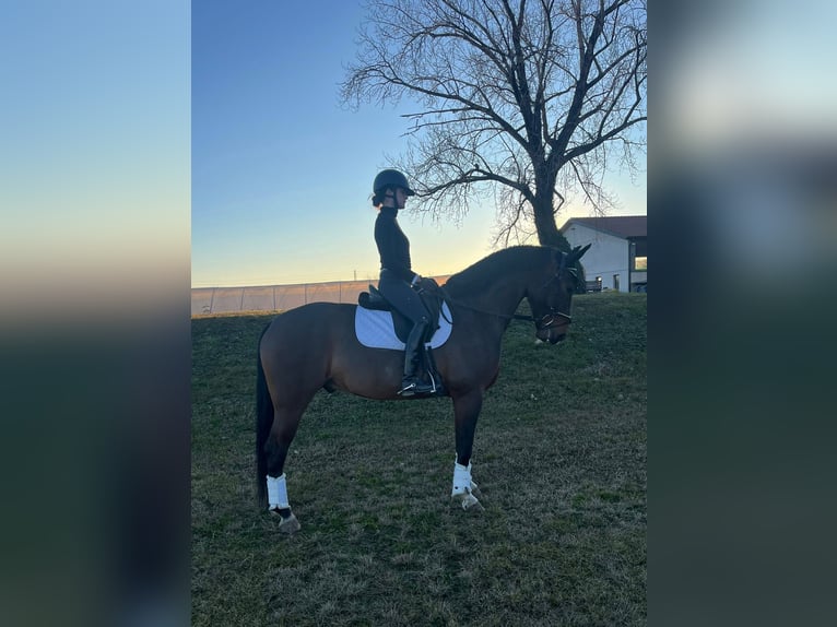 Sächsisches Warmblut Wallach 6 Jahre 166 cm Brauner in Breganze