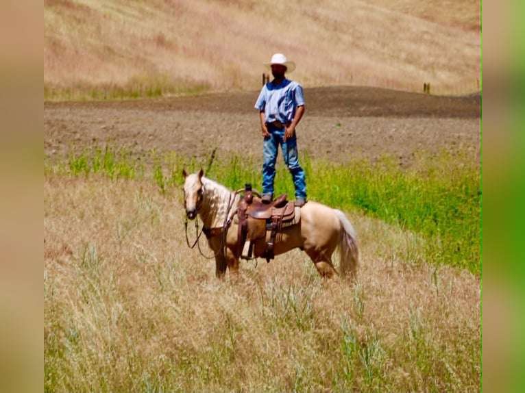 Sächsisches Warmblut Wallach 7 Jahre 142 cm Palomino in Tres Pinos