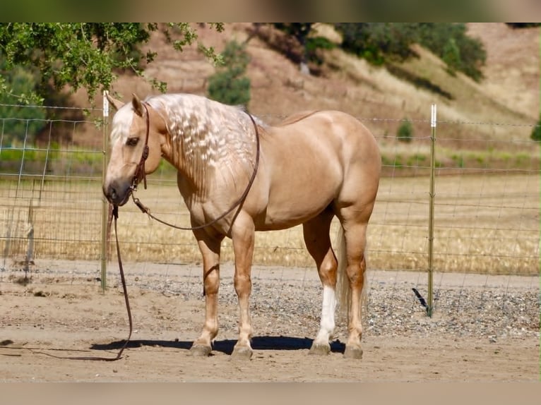 Sächsisches Warmblut Wallach 7 Jahre 142 cm Palomino in Tres Pinos