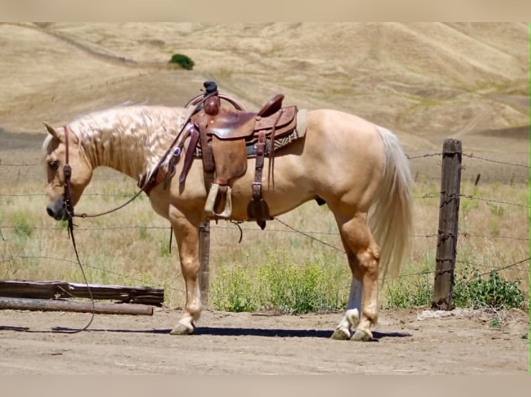 Sächsisches Warmblut Wallach 7 Jahre 142 cm Palomino in Tres Pinos