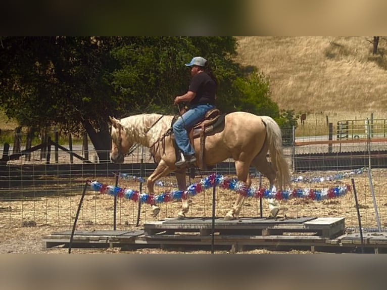 Sächsisches Warmblut Wallach 7 Jahre 142 cm Palomino in Tres Pinos