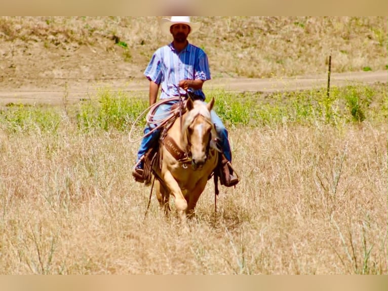 Sächsisches Warmblut Wallach 7 Jahre 142 cm Palomino in Tres Pinos
