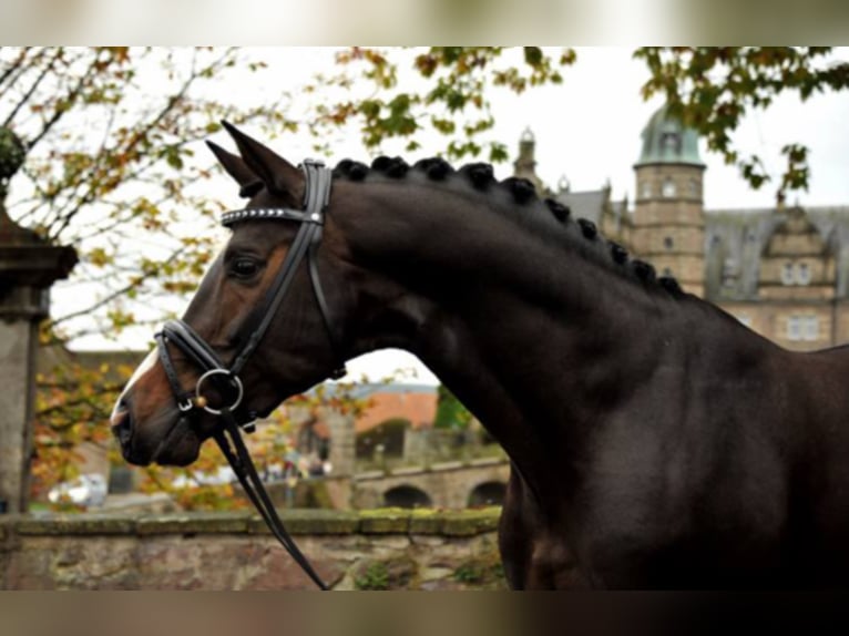 SAINT CYR Trakehner Hengst in Emmerthal