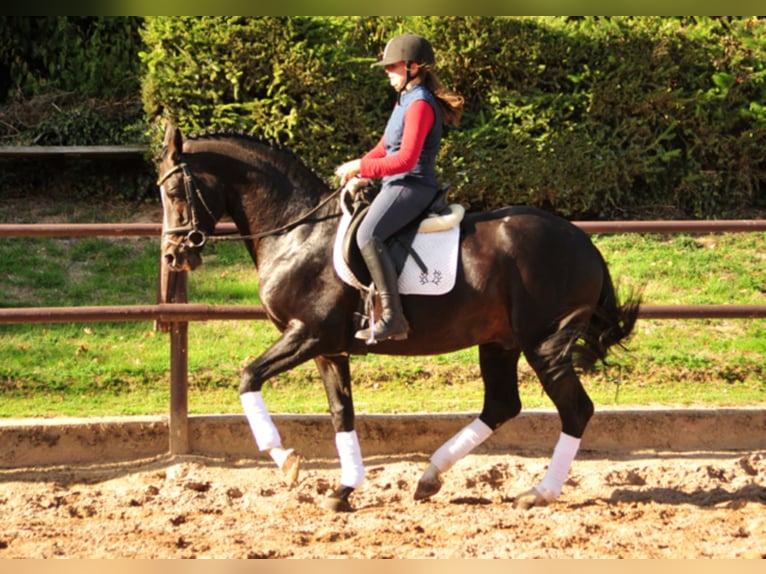 SAINT CYR Trakehner Stallone Baio scuro in Emmerthal
