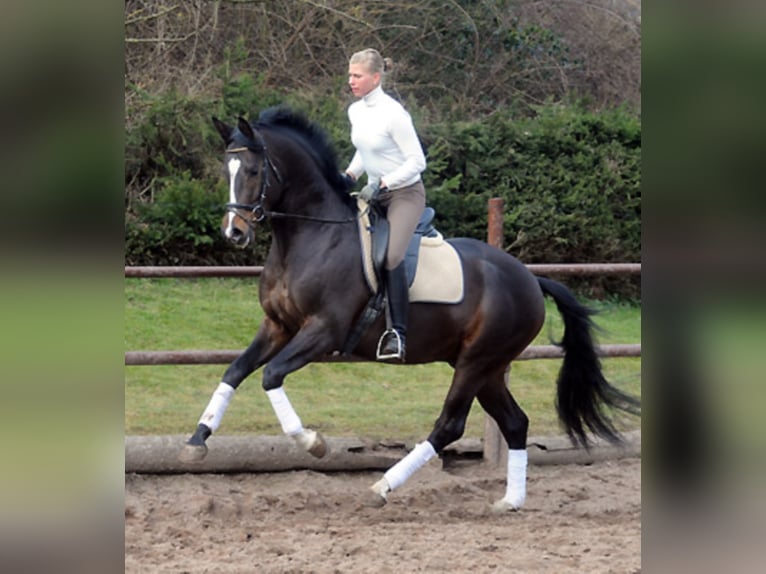 SAINT CYR Trakehner Stallone Baio scuro in Emmerthal