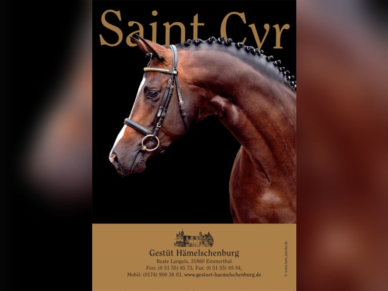SAINT CYR Trakehner Stallone Baio scuro in Emmerthal