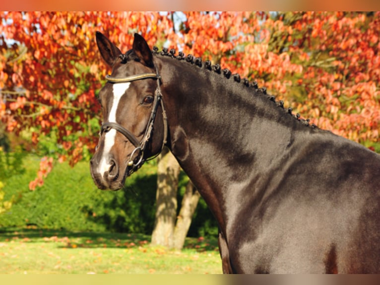 SAINT CYR Trakehner Stallone Baio scuro in Emmerthal