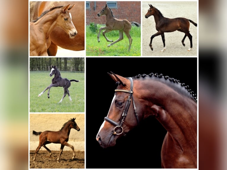 SAINT CYR Trakehner Stallone Baio scuro in Emmerthal