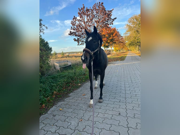 Sajonia-Anhaltiner Caballo castrado 15 años 166 cm Morcillo in Schönefeld