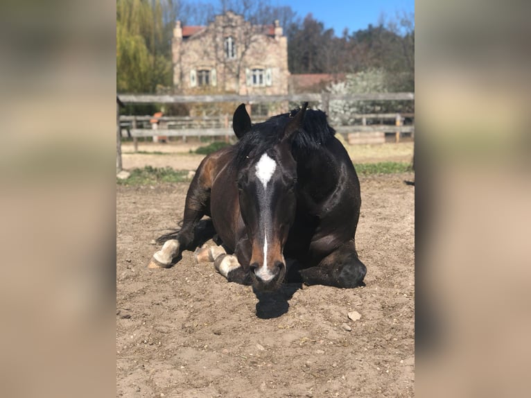 Sajonia-Anhaltiner Caballo castrado 15 años 166 cm Morcillo in Schönefeld