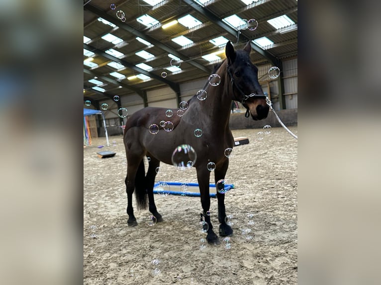 Sajonia-Anhaltiner Caballo castrado 24 años 172 cm Castaño oscuro in Lehrte