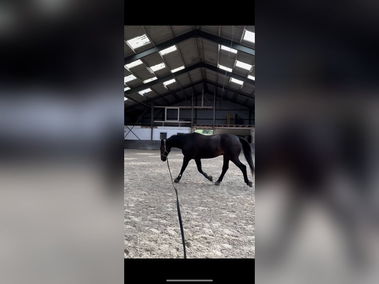 Sajonia-Anhaltiner Caballo castrado 24 años 172 cm Castaño oscuro in Lehrte