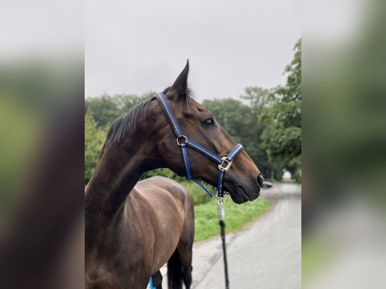 Sajonia-Anhaltiner Caballo castrado 24 años 172 cm Castaño oscuro in Lehrte