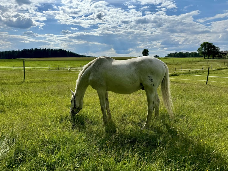 Sajonia-Anhaltiner Caballo castrado 25 años 170 cm Tordo in Tirschenreuth