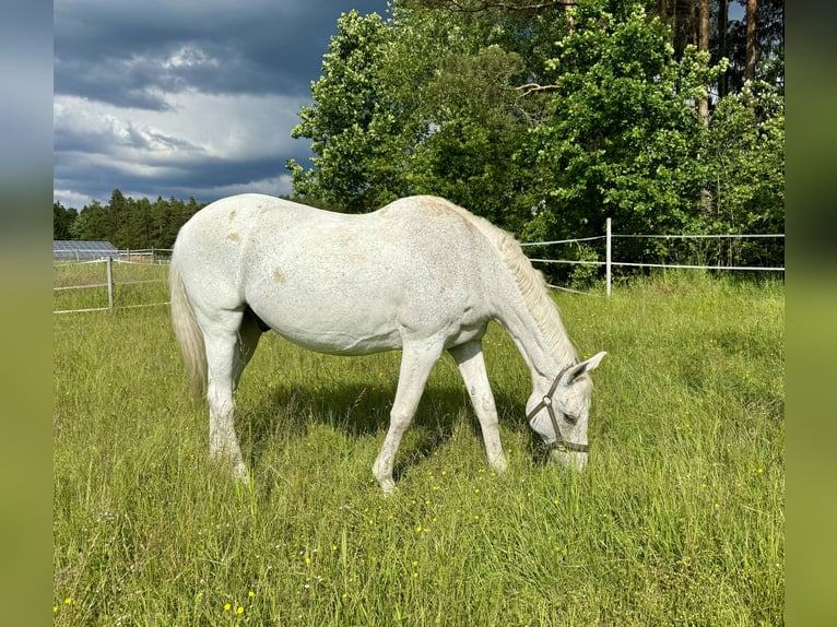 Sajonia-Anhaltiner Caballo castrado 25 años 170 cm Tordo in Tirschenreuth