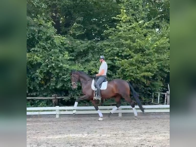 Sajonia-Anhaltiner Caballo castrado 9 años 174 cm Castaño oscuro in Krefeld
