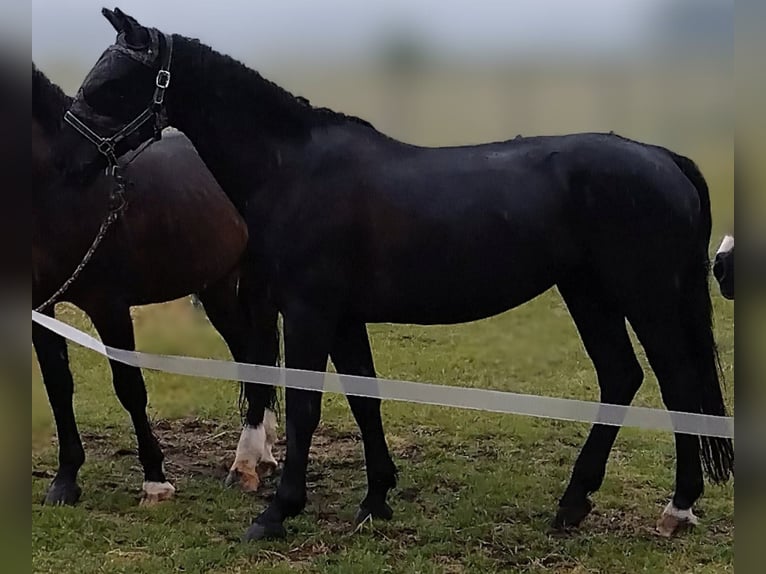 Saksoński koń gorącokrwisty Klacz 11 lat 163 cm Kara in Neuenkirchen-Vörden