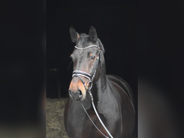 Saksoński koń gorącokrwisty Klacz 14 lat 164 cm Ciemnogniada in Herbstein