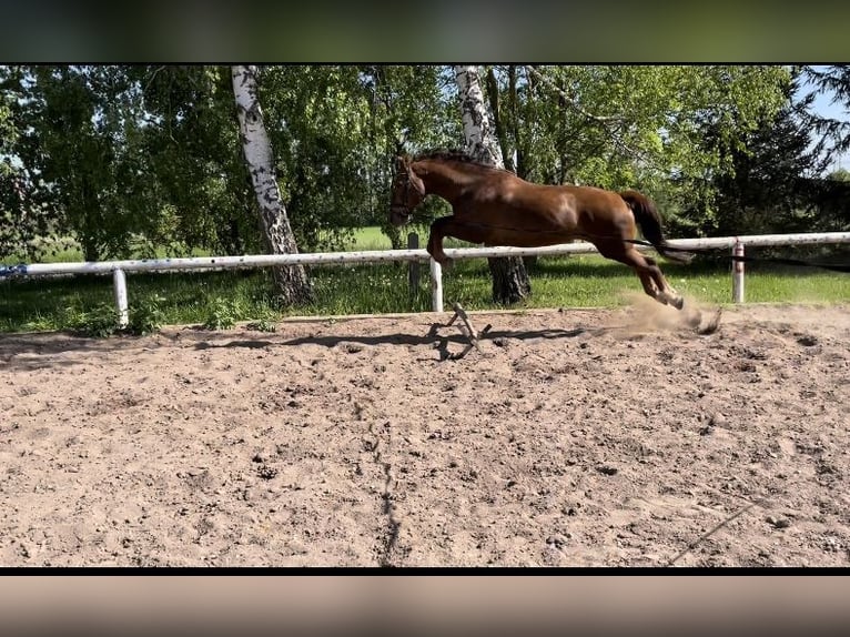 Saksoński koń gorącokrwisty Klacz 14 lat 170 cm Kasztanowata in Buttstädt