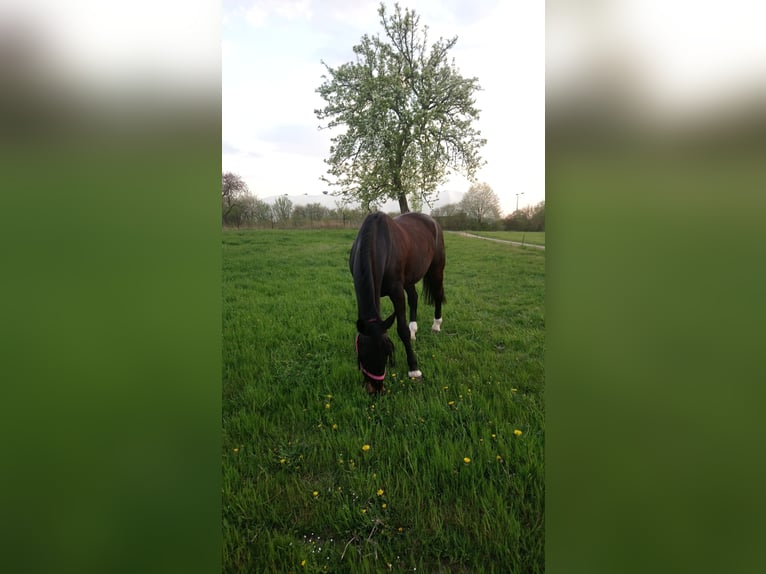 Saksoński koń gorącokrwisty Klacz 23 lat Skarogniada in Freital