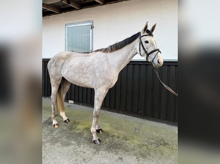 Saksoński koń gorącokrwisty Klacz 4 lat 164 cm Siwa jabłkowita in Münster