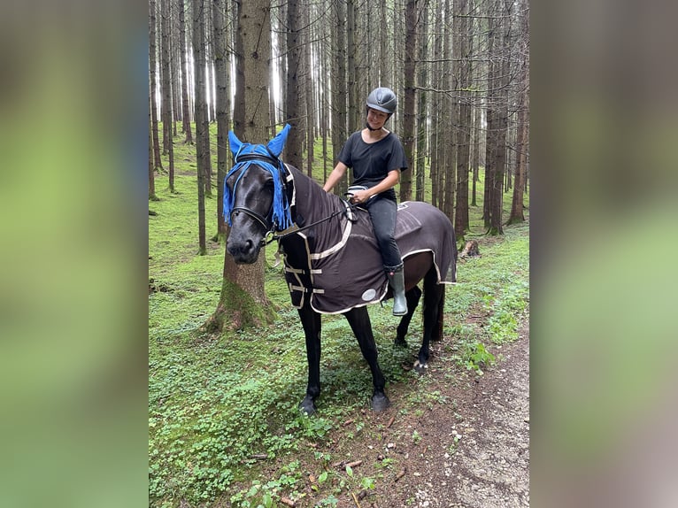 Saksoński koń gorącokrwisty Klacz 5 lat 162 cm Kara in Zusmarshausen