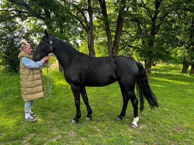 Saksoński koń gorącokrwisty Klacz 6 lat 165 cm Skarogniada in Schorfheide