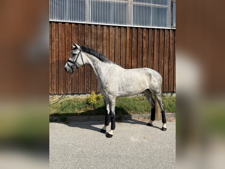 Saksoński koń gorącokrwisty Klacz 6 lat 174 cm Siwa in Sonnenbühl
