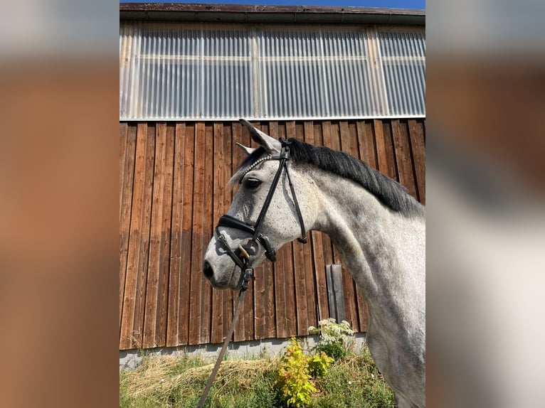 Saksoński koń gorącokrwisty Klacz 6 lat 174 cm Siwa in Sonnenbühl