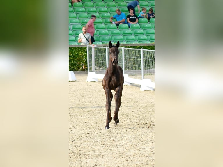 Saksoński koń gorącokrwisty Ogier Źrebak (06/2025) 160 cm Kara in Liebstadt Saksoński koń gorącokrwisty Ogier Źrebak (06/2025) 160 cm Kara in Liebstadt