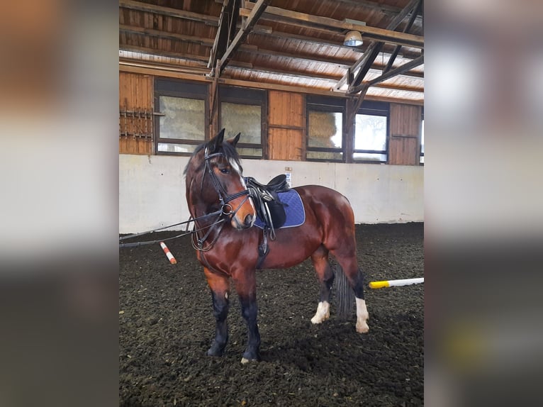 Saksoński koń gorącokrwisty Wałach 12 lat 168 cm Gniada in Mainleus bei Kulmbach