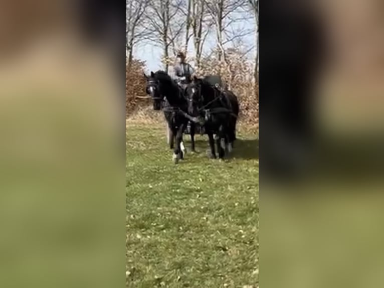 Saksoński koń gorącokrwisty Wałach 16 lat 165 cm Skarogniada in Simmerath