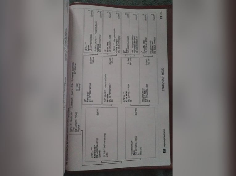 Saksoński koń gorącokrwisty Wałach 6 lat 165 cm Kara in Otterwisch