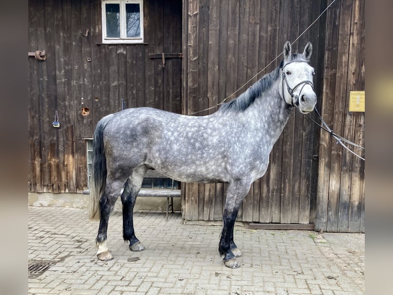 Saksoński koń gorącokrwisty Wałach 6 lat 165 cm Siwa jabłkowita in Thum