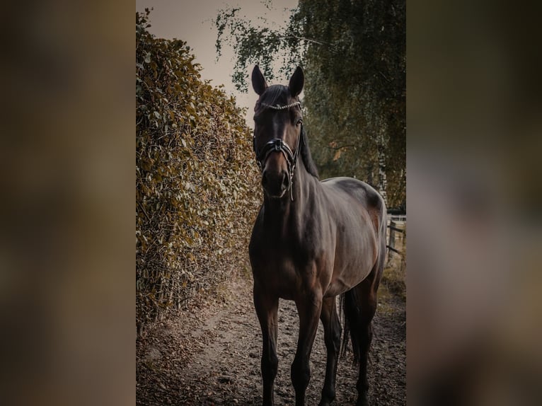 Saksoński koń gorącokrwisty Wałach 7 lat 169 cm Ciemnogniada in Dorsten