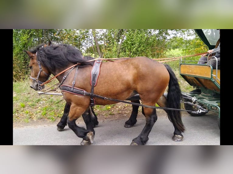 Saksońsko-turyngijski koń zimnokrwisty Klacz 4 lat 165 cm Gniada in Kamenz