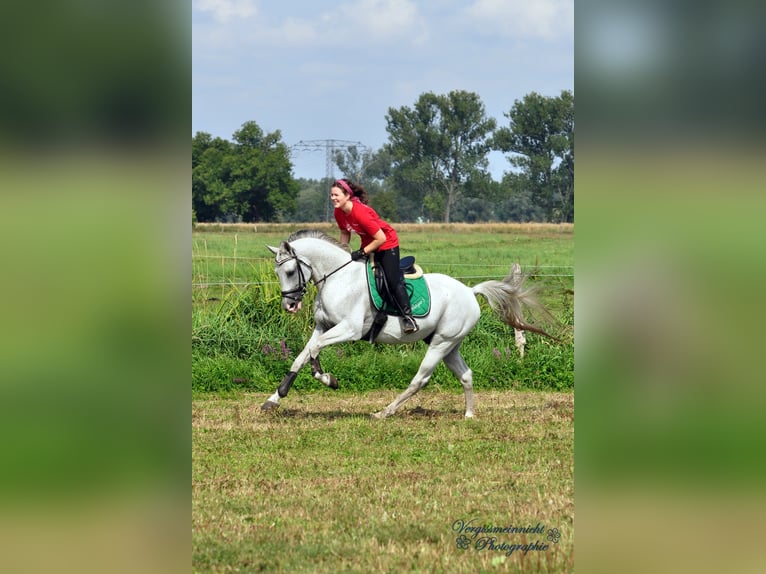 SALAZAR S Shagya Arabian Stallion Gray in Friesack OT Wutzetz