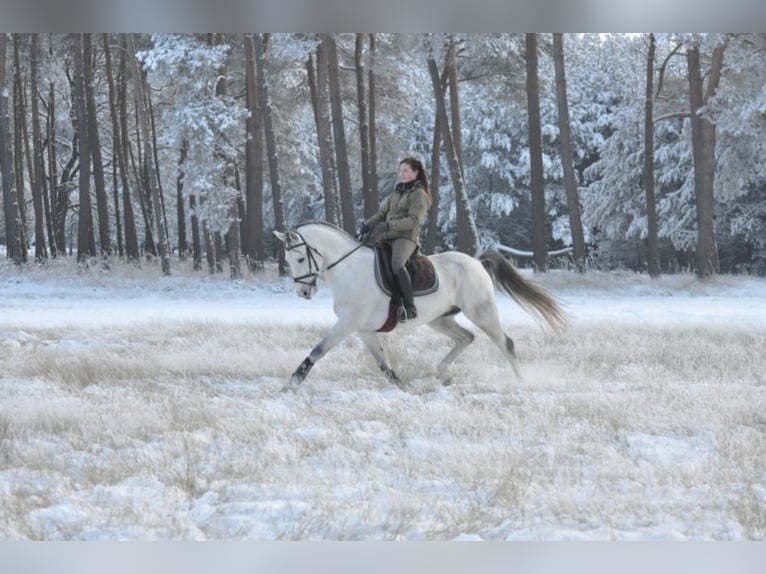 SALAZAR S Shagya Arabian Stallion Gray in Friesack OT Wutzetz