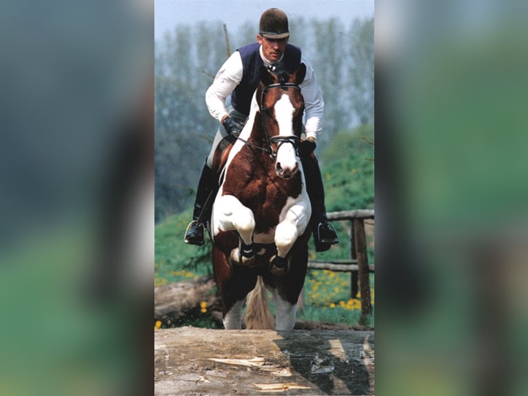 SAMICO F Hessisches warmbloed Hengst Gevlekt-paard in Korbach