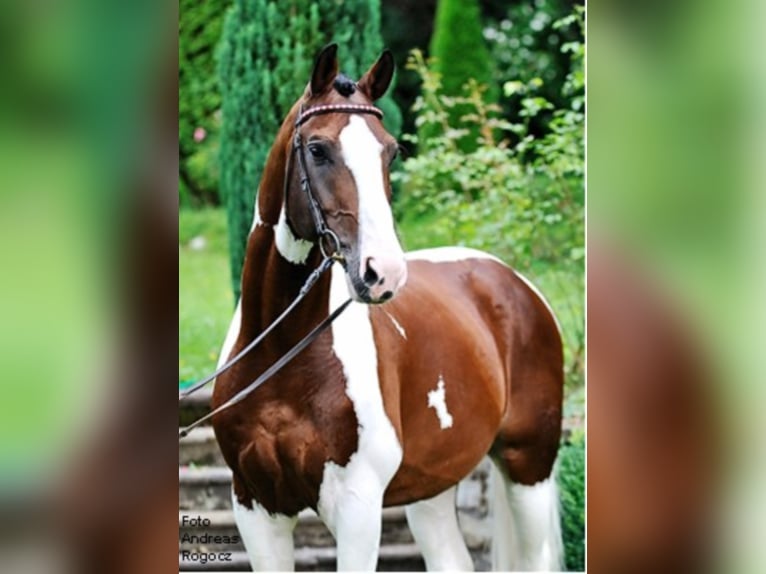 SAMICO F Hessisches Warmblut Hengst in Korbach