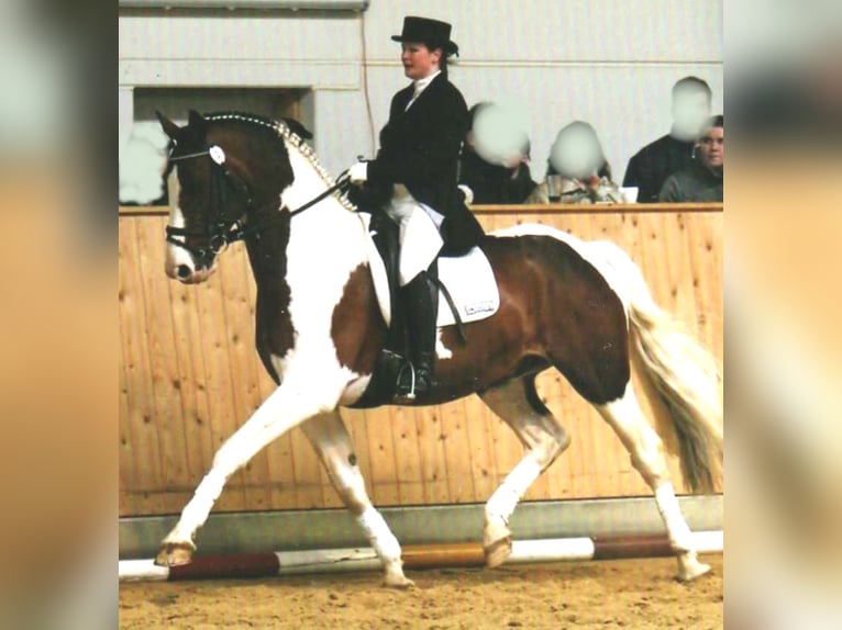 SAMICO F Hessisches Warmblut Hengst in Korbach