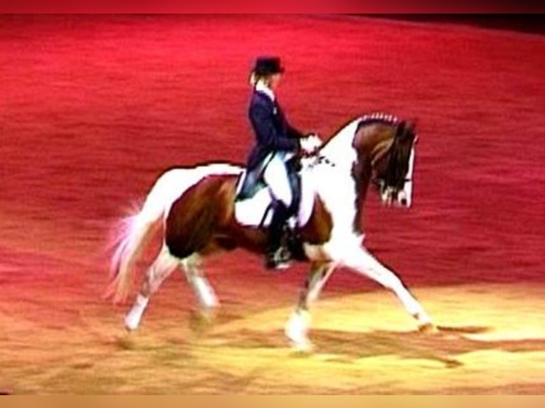 SAMICO F Hessisches Warmblut Hengst in Korbach